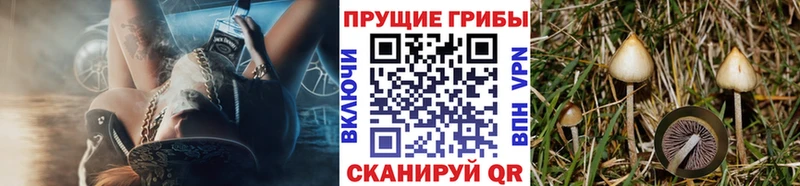 купить наркотик  Полесск  Псилоцибиновые грибы MAGIC MUSHROOMS 